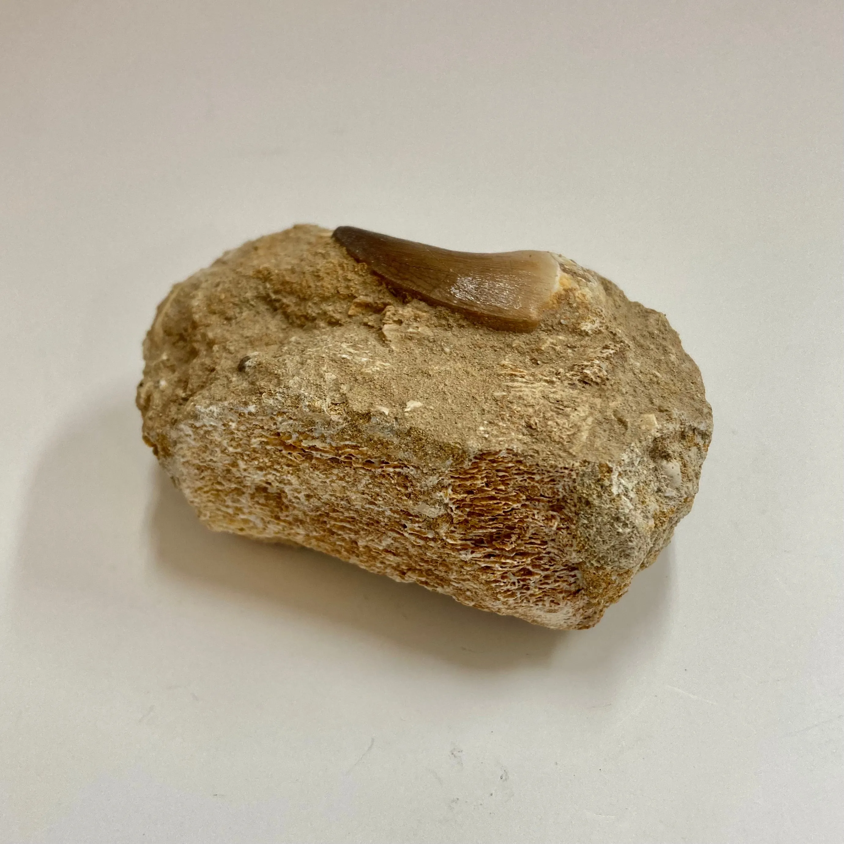 Mosasaur Tooth