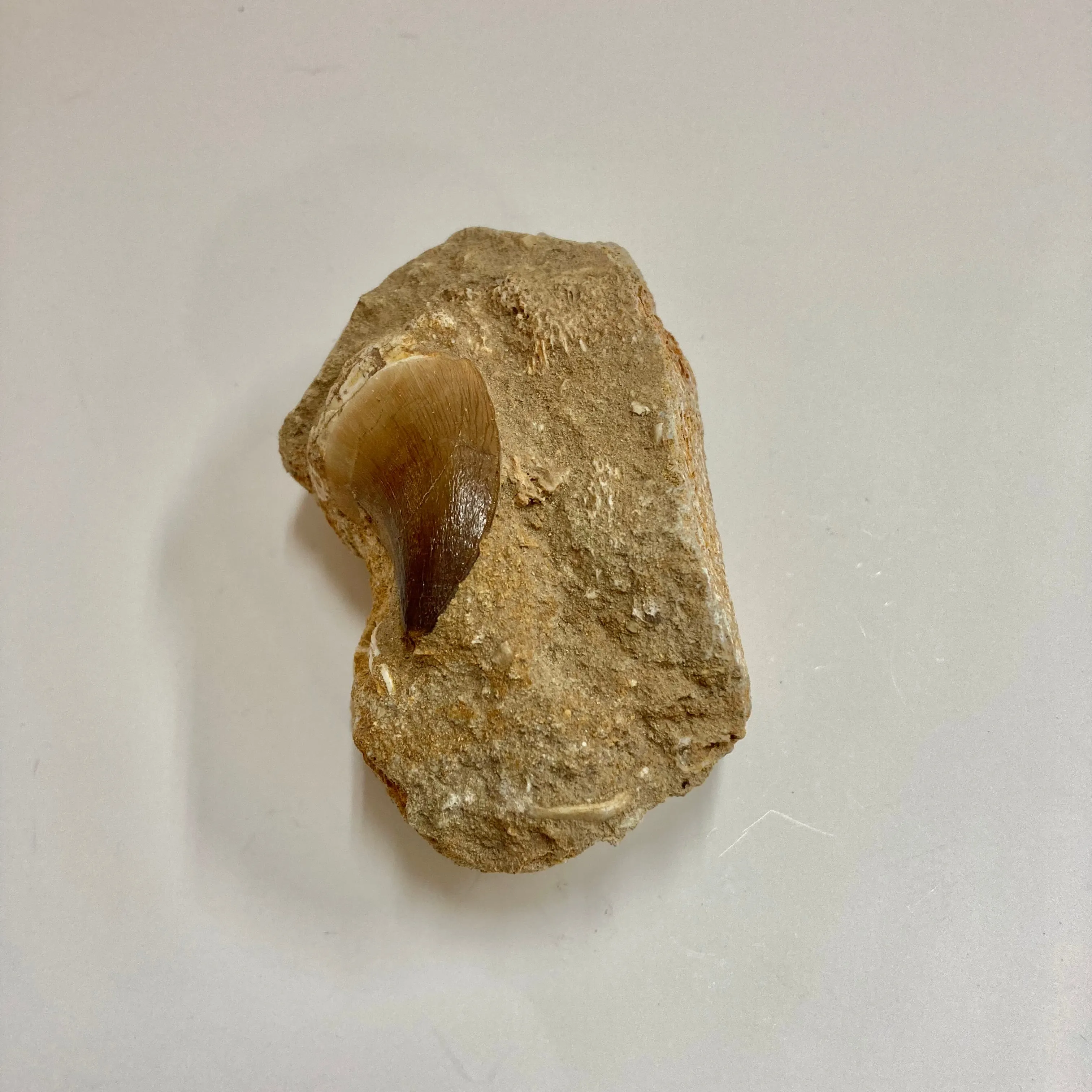 Mosasaur Tooth